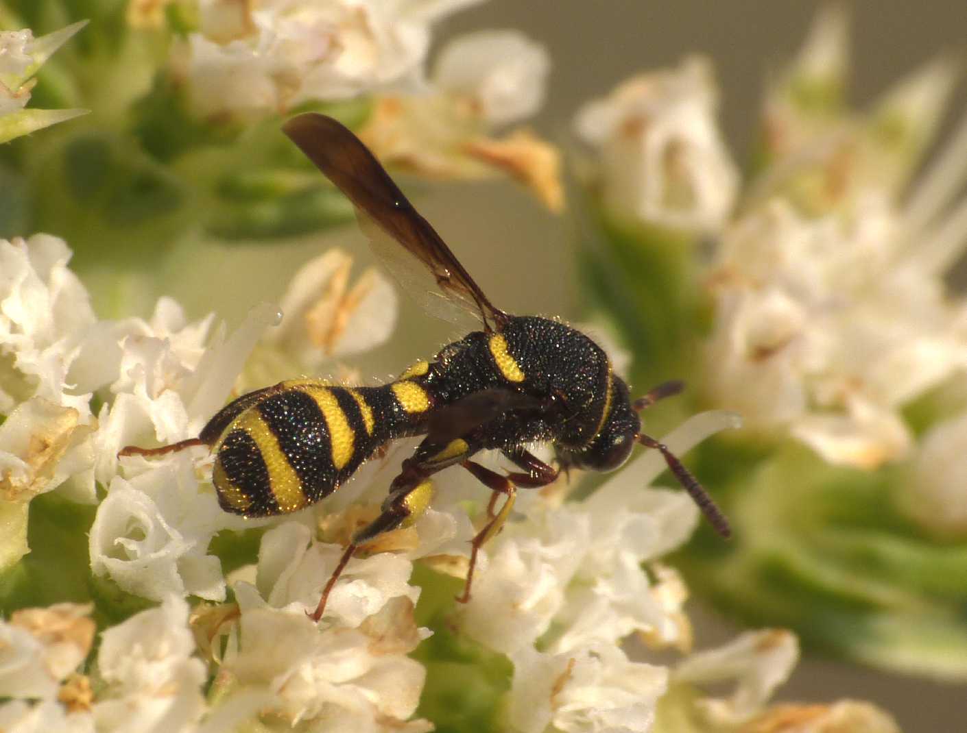 Micro Leucospis maschio